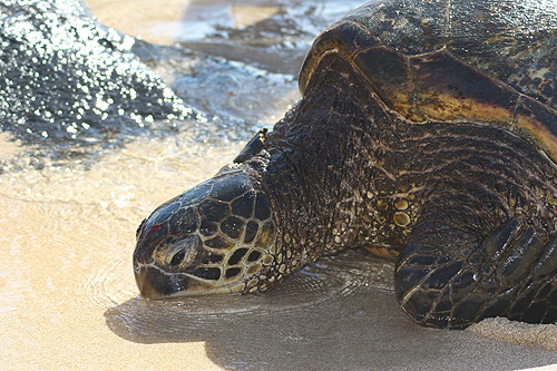 The green sea turtle can weight in at more than 300lbs and live to be 80 years or older.