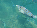 Photo 5 - Tropical fish at Aloha Tower