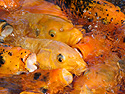 Photo 1 - Hungry mouths. For some fun buy some fish food at the Japanese Tea House to feed the Koi. They will from a mass of open mouths.