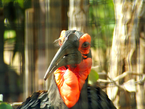 Bird at Honolulu Zoo