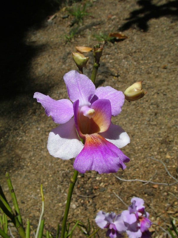 Orchid