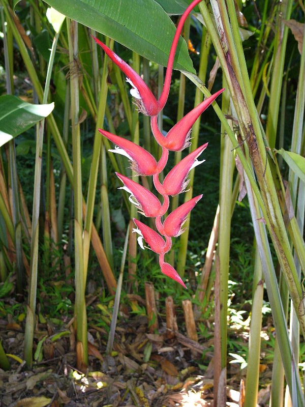 Heliconia