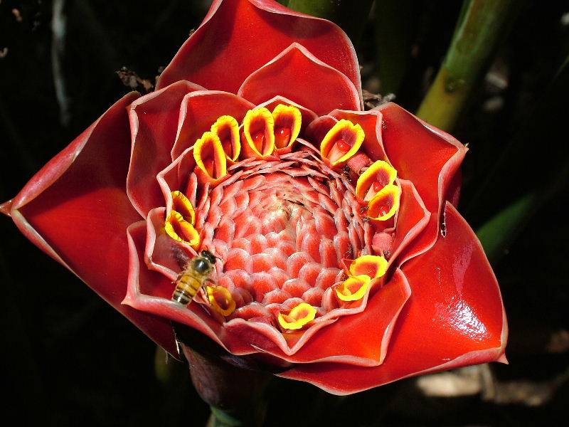 Red Torch Ginger
