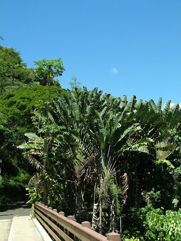 Traveler's Palm
