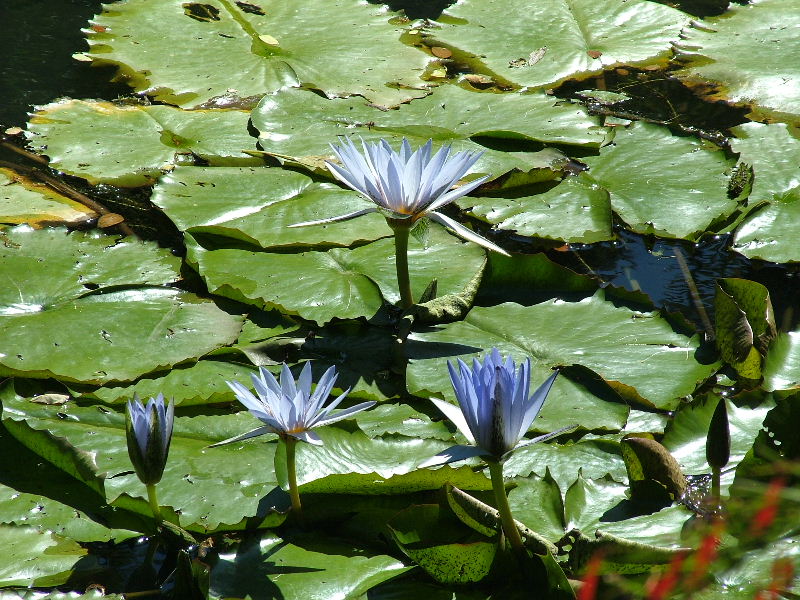 Blue Water Lilies