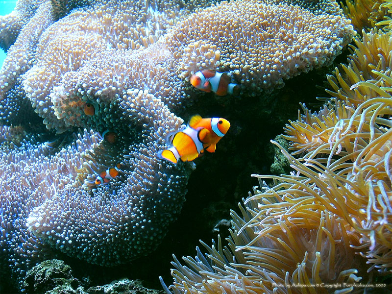 see above for download instructions